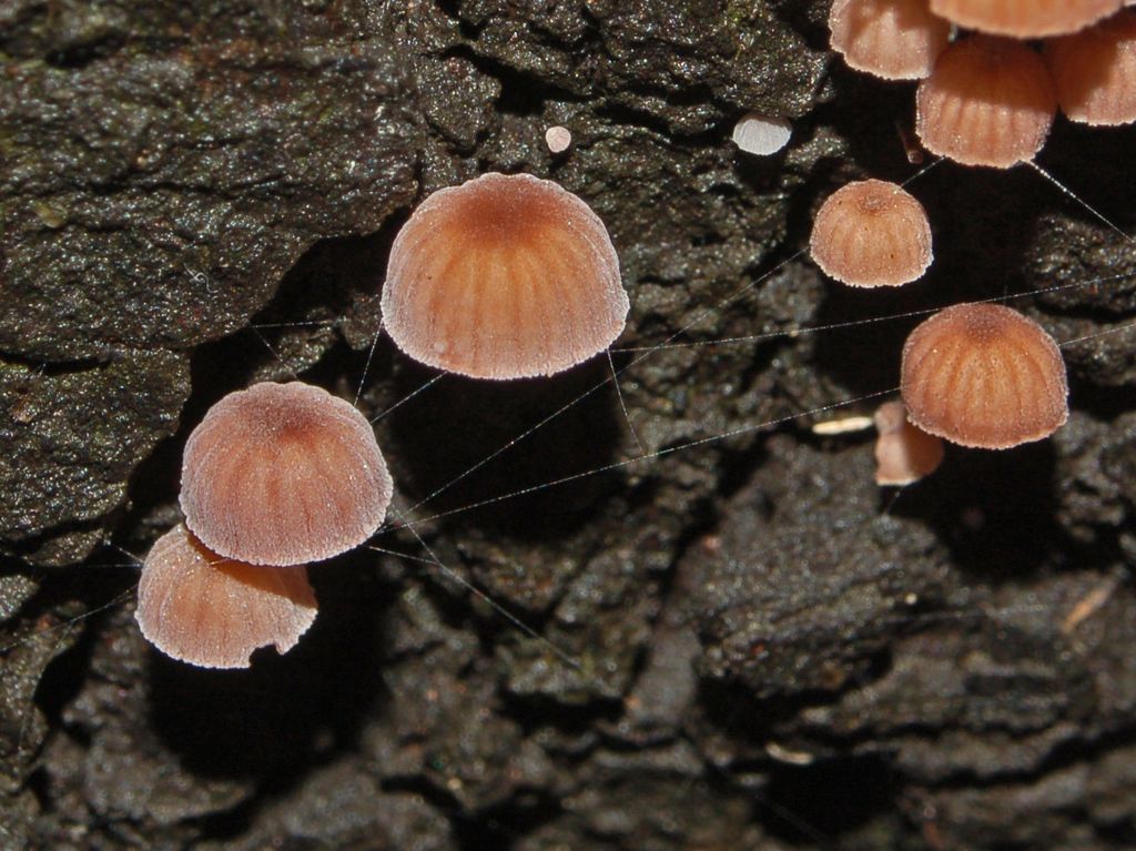 Mycena meliigena